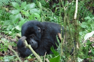 Uganda, die Perle Afrikas - Tropen, Gletscher und Gorillas