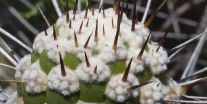 16. Internationale Knittelfelder Kakteentage KuaS ´25