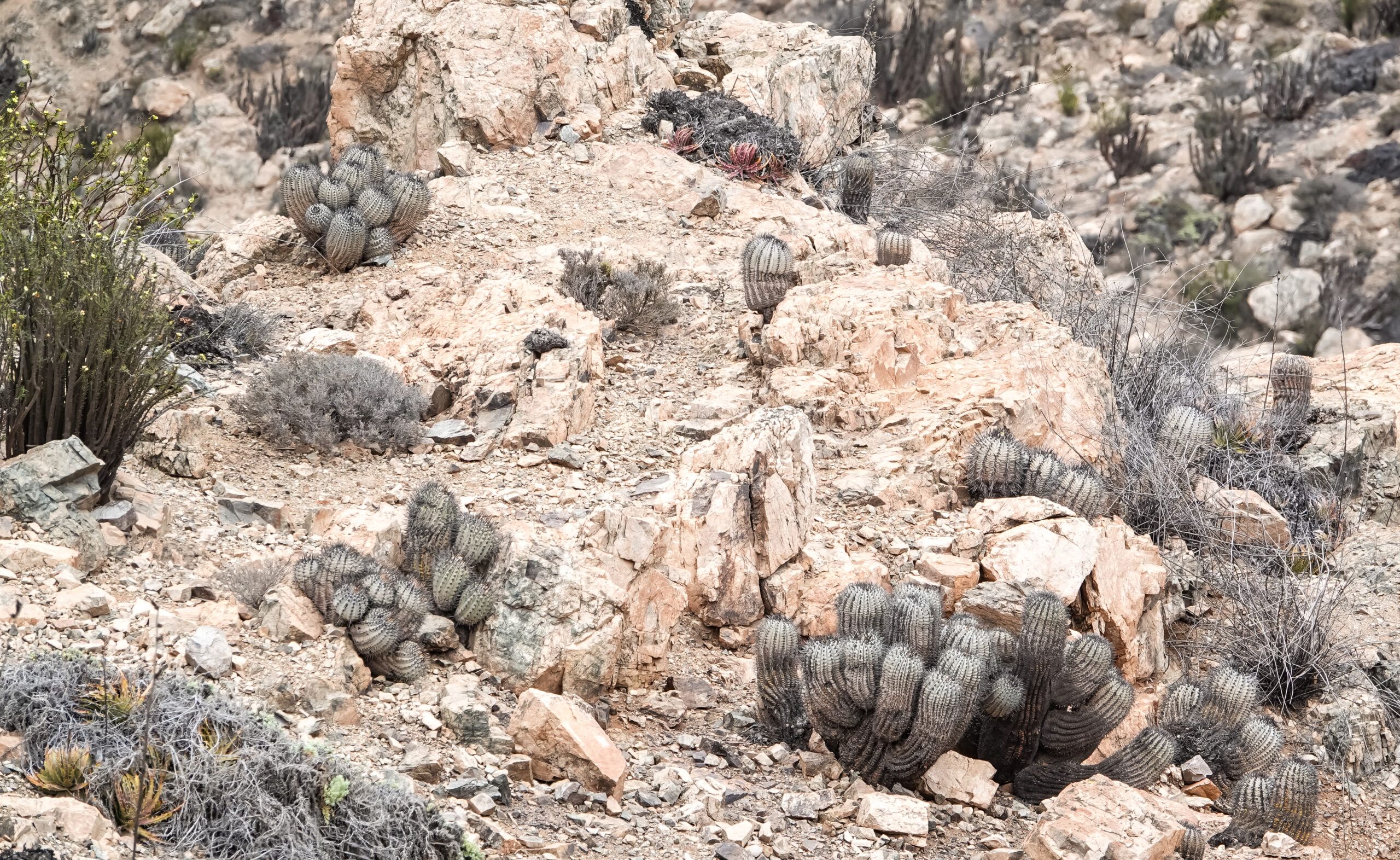 Alte Copiapoa cinerea
